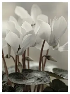  仙客来——告别冬季
