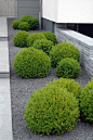 Formal Tailored Gardens | Boxwood spheres randomly placed in minimal grey gravel - Sequin Gardens: 