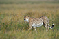 Photograph Serengeti walk by Marc MOL on 500px