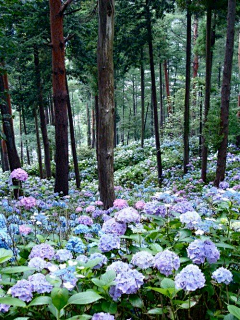 小飞废采集到公园植物