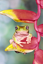 Papua Tree Frog