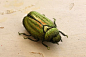 felt embroidery scarab. フェルト刺繍立体昆虫ブローチ・カナブン by PieniSieni