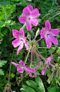 Stroll through the famous Wisley Rock Garden / RHS Gardening