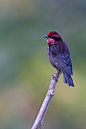 暗胸朱雀：鸟纲，国家三级保护动物