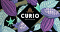 Curio Spirits : Curio Spirits produce homemade, high end Cornish gin and vodka. We helped to build and brand Curio Spirits – from naming their company, to advising on flavours and flavoursome partnerships, market research and label design.To get across th