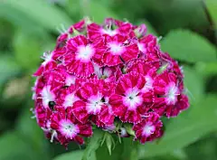 须苞石竹（Dianthus barbatus L.）又名美国石竹、十样锦和五彩石竹，石竹科多年生草本，高30-60厘米，茎直立，叶片披针形，花多数，集成头状，花瓣具长爪，瓣片卵形，通常红紫色，有白点斑纹，蒴果卵状长圆形，种子褐色，扁卵形，花果期5-10月。须苞石竹原产欧洲，现我国各地栽培供观赏。须苞石竹性耐寒而不耐酷暑，喜向阳、高燥、通风，和排水良好的肥沃壤土。须苞石竹在园林中可用于花坛、花境、花台或盆栽，也可用于岩石园和草坪边缘点缀。