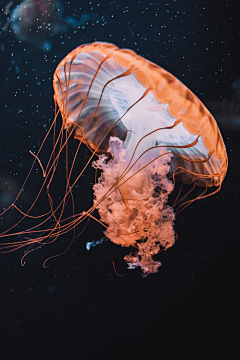 Jim27采集到海洋生物~~鲨鱼鲨鱼~~