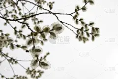 柳树atrocinerrea Brot。春柳树涨。美丽的蓬松的树花映衬着风景。初春晴空，新生。