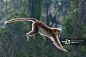 猴子,跳,动物主题,一只动物,户外正版图片素材