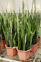 虎尾兰Sansevieria trifasciata_花卉图片网