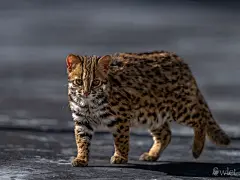 墨脱秘境蚂蚁森林格当保护站的团宠豹猫 - 小红书