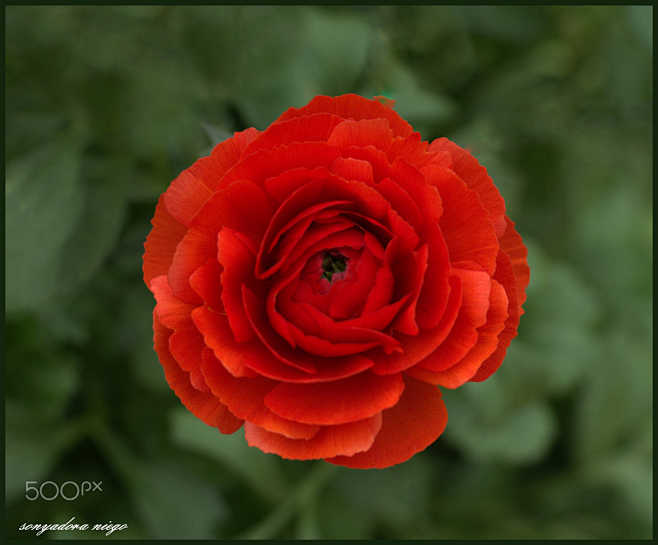 Ranunculus Red
by so...