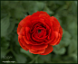 Ranunculus Red
by sonyadora niego
