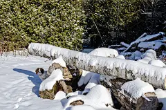 看啵啵雪狗