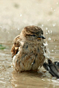 Bird bath - rain