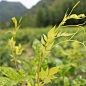 张家界野生土家神茶 茅岩河龙须莓茶藤茶霉茶嫩芽 神仙草显齿蛇葡-淘宝网