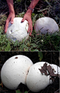 巨型马勃学名“Calvatia Gigantea”，它们体型巨大，外形独特，很容易辨认。通常情况下，这种蘑菇的体积与足球相当，只是圆度存在差异。目前发现的最大巨型马勃直径达到5英尺(约合1.52米)，重量达到50磅(约合22公斤)，它们的外形更像是水滴而不是球，尤其是体积较大的巨型马勃。由于缺少其他很多马勃所拥有的“底座”，巨型马勃永远无法呈现出倒置的梨子形状。