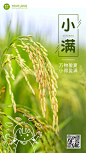 金融保险小满节气祝福创意插画海报