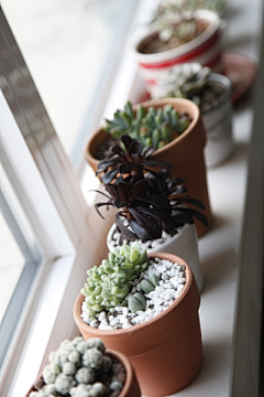 翎霖采集到植物