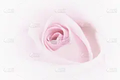 浪漫,粉色,背景,玫瑰,运动模糊,贺卡,芳香的,古典式,夏天,仅一朵花