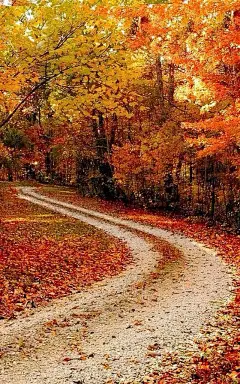 唯美自然风景枫叶手机壁纸