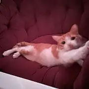 香肠厚唇