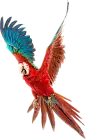 鹦鹉PNG