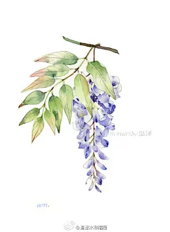 温泽水彩插画的照片 - 微相册