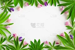 贺卡,羽扇豆,时尚,叶子,多色的,白色背景,创造力,热带雨林,夏天,花