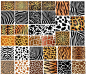 Animal Skin Patterns