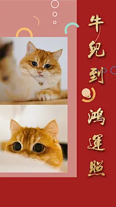 壁纸 金渐层1500-2668