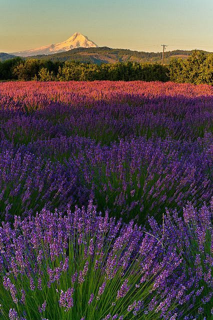 (via Lavender Fields...