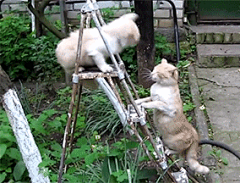 雨ˋ滴滴答答采集到如此呆萌