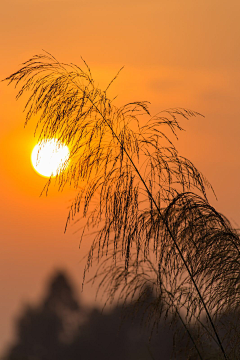 烟雨兰花采集到太阳月亮星空