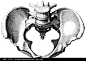 男性盆骨骨架结构图（正面）图片