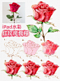 Procreate水彩红玫瑰超详细教程分享！ - 小红书