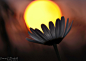 Photograph Flower of sun by Emmanuel Dautriche on 500px