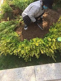 若楠（盼）采集到绿篱施工工艺
