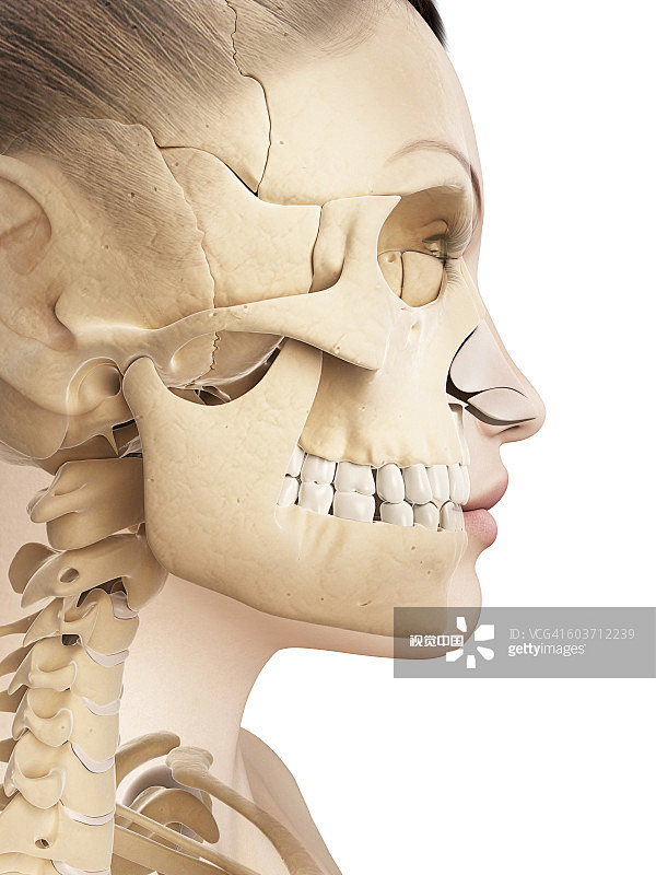 Human skull anatomy,...