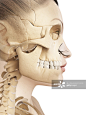 Human skull anatomy, Illustration - 创意图片 - 视觉中国