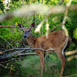 Whitetail Deer