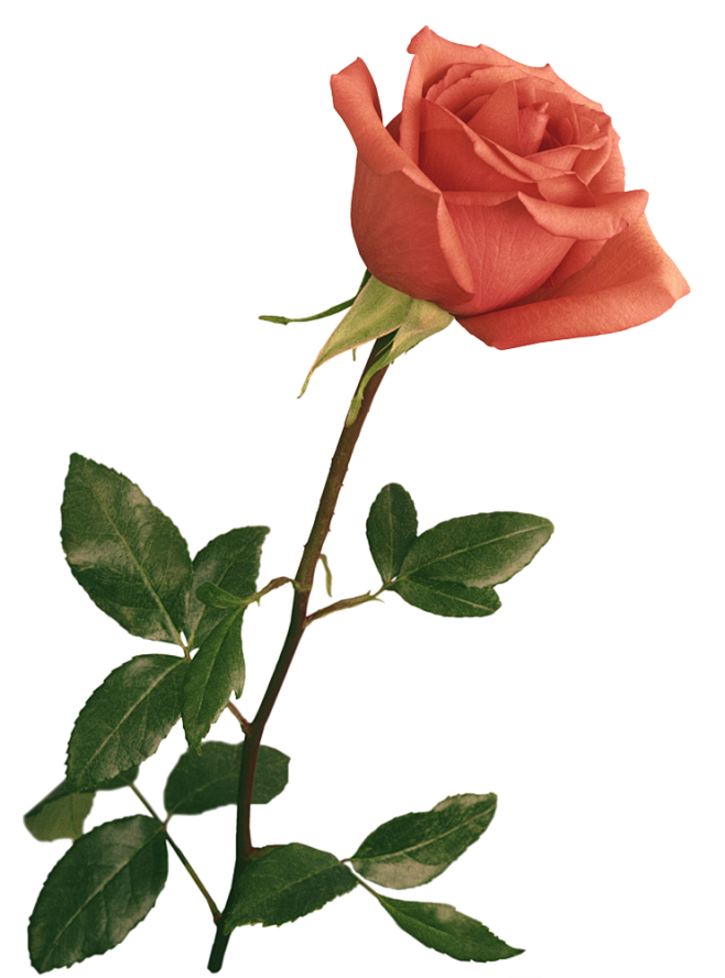 玫瑰花素材77