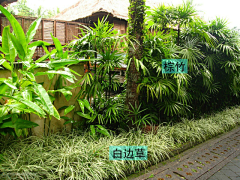 Passerby゛采集到D--专项-植物配置