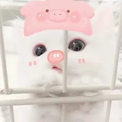 猫咪头像 - 高清图片，堆糖，美图壁纸兴趣社区