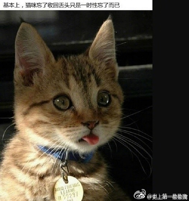 猫咪为什么会忘记收回舌头？萌哭了啊啊啊啊...