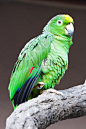 鹦鹉,垂直画幅,南美,美,鸟类正版图片素材