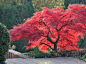 Magnifique arbre aux couleurs flamboyantes, l’Erable du Japon s’est peu à peu imposer grâce à son feuillage décoratif et la mode des jardins d’inspiration japonaise ! Avec ses teintes de rouge, d’orange ou encore de vert clair, il attire le regard de la f