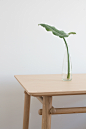Basoa table // TREKU : Les Landes (France) forests are mainly compound of pines. When these trees are still small, their lowest branches are cut, so that when they grow and become adults they become great high pines with the top full of branches.These str