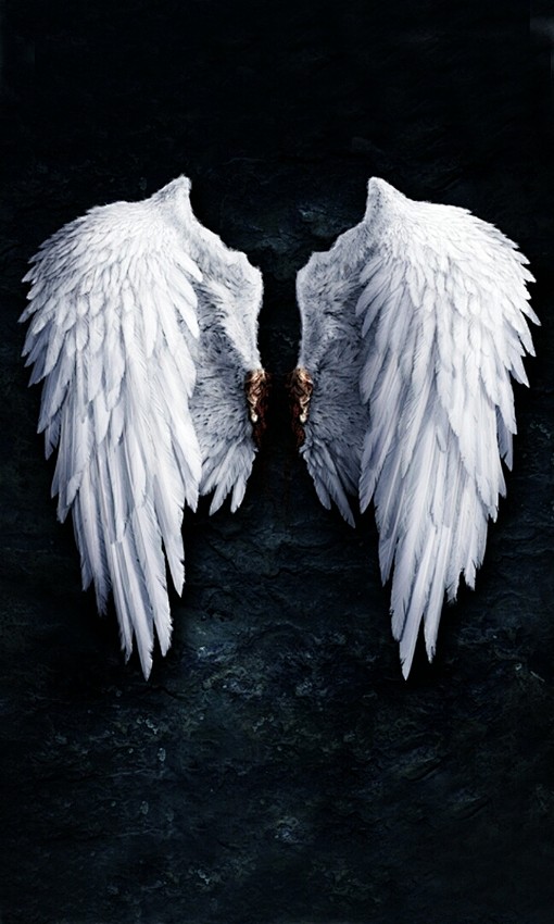 天使的翅膀、黑与白、天使、翅膀