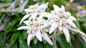 Edelweiss: 2 thousand results found on Yandex Images